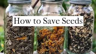 How to SAVE SEEDS Seed saving TIPS and EXAMPLES [upl. by Durer]