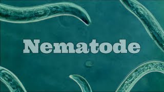 What Are Nematodes Nematode Under A Microscope [upl. by Hanleigh676]