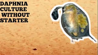 HOW TO CULTURE DAPHNIA NATURALLY WITHOUT A STARTER [upl. by Ecilahs759]