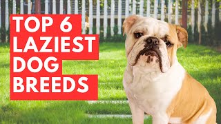 Top 6 Laziest Dog Breeds [upl. by Acirfa703]