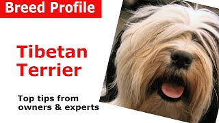 Tibetan Terrier dog breed guide [upl. by Malloy635]