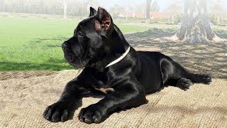 These Are 10 Laziest Dog Breeds [upl. by Haneen]