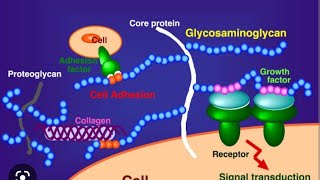 Glycosaminoglycan GAG Mucopolysaccharide [upl. by Arleta]