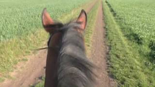 ASMR  Virtual Horse Ride  May  Relaxing  Nature  ZeuneS [upl. by Yelrebmik]