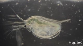 Daphnia magna under the Microscope [upl. by Oliviero]