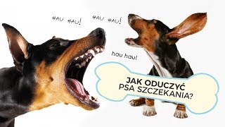 JAK ODUCZYĆ PSA UCIĄŻLIWEGO SZCZEKANIA [upl. by Lauraine897]