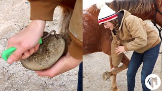 How To Clean A Horses Hooves The Easy Way [upl. by Euqinomahs]