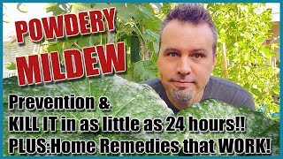 Prevent amp Treat Powdery Mildew and 4 Home Remedies that Work [upl. by Aicilegna468]