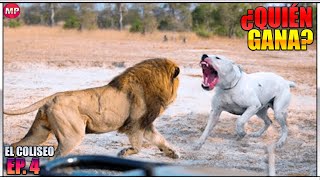 Dogo Argentino VS León  ¿Quién ganaría  Batallas de Animales Ep 4 [upl. by Orten312]