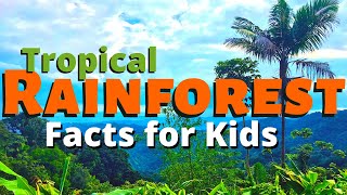 Rainforest Facts for Kids  All About the Amazon amp Other Tropical Rainforests [upl. by Sew390]