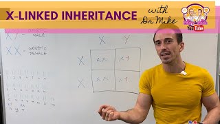 Xlinked Inheritance and Punnett Squares [upl. by Sugar274]