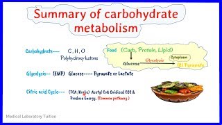 carbohydrate metabolism summary  Overview of carbohydrate metabolism  biochemistry [upl. by Ccasi]