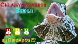 GUIA de CUIDADOS Chlamydosaurus kingii [upl. by Vokaay]