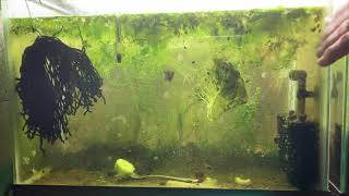 Scuds Daphnia Cherry Shrimp Copepods My aquatic food culture [upl. by Alex956]