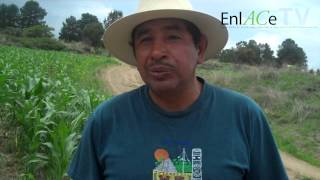 El cultivo de Cebada en Tlaxcala [upl. by Hannad]