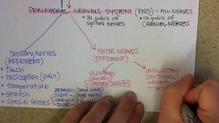 Nervous System Overview [upl. by Ancelin120]