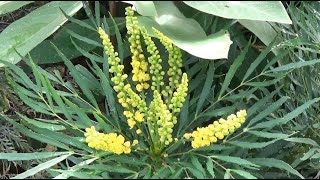 Mahonia eurybracteata Soft Caress [upl. by Asserat232]