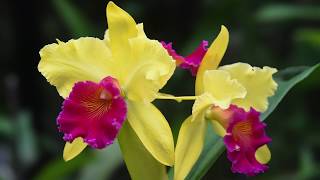 Growing and Repotting Cattleya Orchids [upl. by Marozik187]