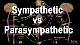 Autonomic Nervous System Sympathetic vs Parasympathetic Animation [upl. by Isaac]