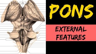 Pons Anatomy 13  External Features [upl. by Jala351]