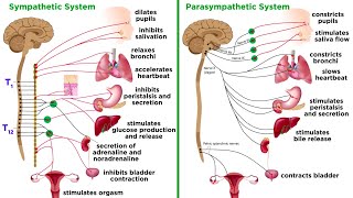 The Autonomic Nervous System Sympathetic and Parasympathetic Divisions [upl. by Dicky]