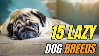 15 COUCH POTATO Dog Breeds Who Love Being LAZY [upl. by Zondra629]