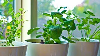 10 Herbs You Can Grow Indoors on Kitchen Counter [upl. by Annaitsirk944]