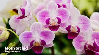 How to Grow Orchids  Mitre 10 Easy As Garden [upl. by Neyut375]