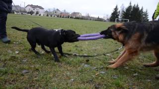 Staffordshire bull terrier vs German shepherd [upl. by Adolpho]