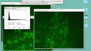 Comparing intensities in different samples using ImageJ [upl. by Ehling]