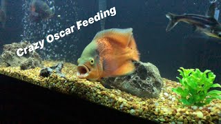 Insane Oscar Feeding LIVE FROGS CRAYFISH FEEDERS [upl. by Abba344]