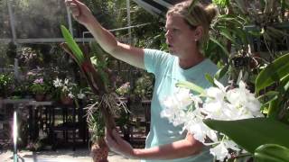 Cattleya Orchid Tips with Barb and Gary Murza [upl. by Kaleena]