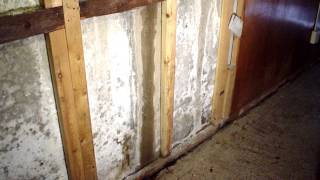 Efflorescence in the Basement Causes and Solutions  Ask the Expert  Lowcountry Foundation Repair [upl. by German]