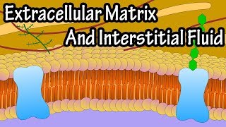 Extracellular Matrix And Interstitial Fluid  What Is The Extracellular Matrix [upl. by Douglas453]