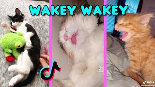 Wakey Wakey Its time for school  Waking up cats Funny Cat Tiktok Compilation l Oh Hooman [upl. by Reyam]