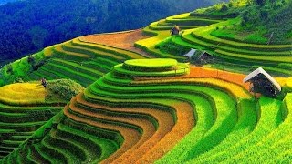 Wonderful Rice Terrace Fields in Mu Cang Chai  Vietnam [upl. by Vieva386]