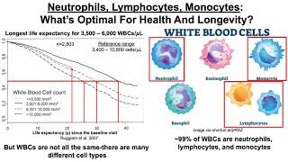 Neutrophils Lymphocytes Monocytes What’s Optimal For Health And Longevity [upl. by Darian]