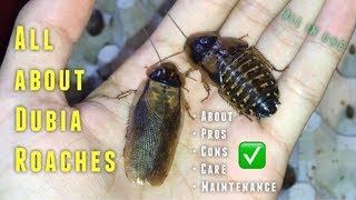 Almost EVERYTHING you need to know about Dubia Roaches amp their CARE [upl. by Iphlgenia387]