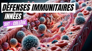 Les défenses immunitaires innées SVT Collège [upl. by Didi]