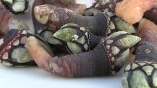 Galician Seafood Percebes Northern Spain [upl. by Naihtsirc9]