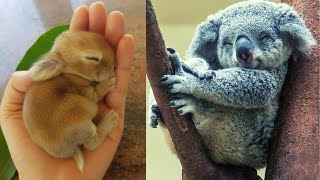 Top 10 Laziest Animals in the World [upl. by Benny737]