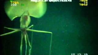 Magnapinna Squid Filmed at Drilling Site [upl. by Weikert]