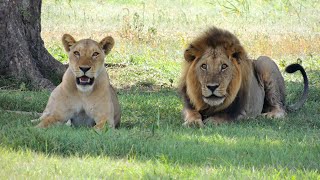 El Legado del León  Kenia  Documental de Leones [upl. by Zerimar]