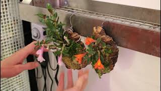 How I Water and Feed the Mini Orchids in My Orchidarium [upl. by Nosiram33]