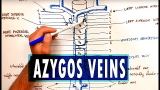 ANATOMY  Azygos Venous System [upl. by Wilen]