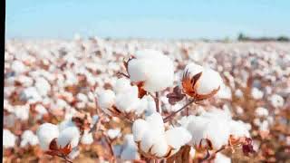 History of cotton [upl. by Keg235]