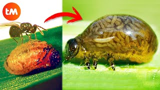 10 ZOMBIE ANIMALS Controlled By PARASITES 🦟😱 [upl. by Bonns]