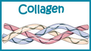 Collagen  Structure classification biosynthesis and clinical importance [upl. by Ecela785]