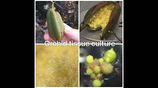 Plant Tissue Culture  Orchid seed pods Cymbidium [upl. by Eiramyllek]