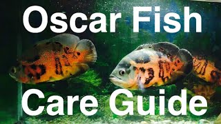 Tiger Oscar Fish Care Guide [upl. by Anele594]